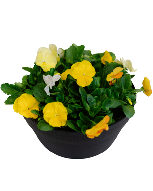 Pansy Bowl  - Community Support Centre of Essex County