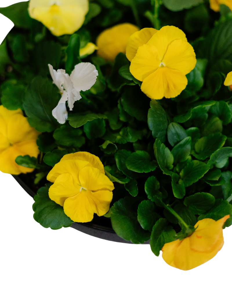 Pansy Bowl - Erie Migration District School  - Elementary