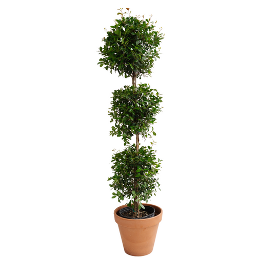 10" Eugenia Topiary 3-Ball