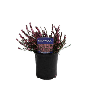 Rubina Winter Heath