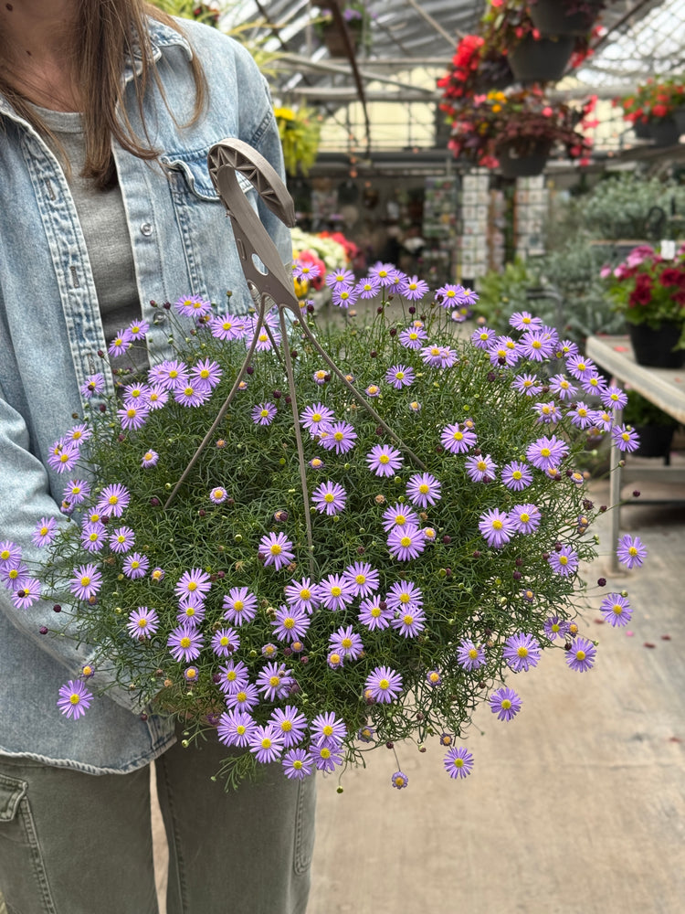 12" Marguerite Daisy Hanging Basket (Mutiple Colours)