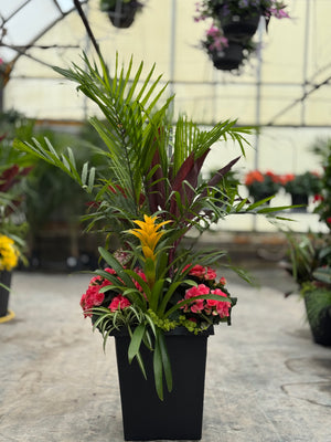 14" Tuscany Square Majesty/Cordyline Patio Pot - Partial Sun/Shade (Multiple Colours)