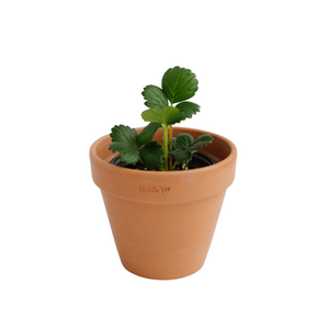 4" Strawberry  - St. Joseph Catholic Elementary School