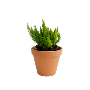 6" Foxtail Fern