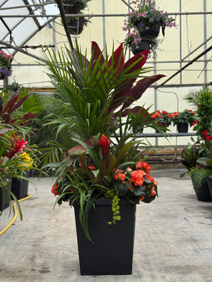 14" Tuscany Square Majesty/Cordyline Patio Pot - Partial Sun/Shade (Multiple Colours)