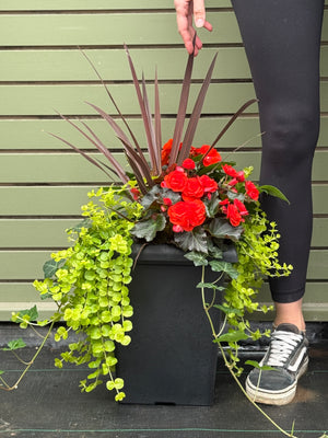 10" Tuscany Square Begonia/Impatien Patio Pot: Partial Sun/Shade (Multi-Colours)