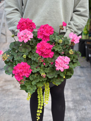 12" Geranium Bowl - Full Sun/Partial Sun (Multiple Colours)