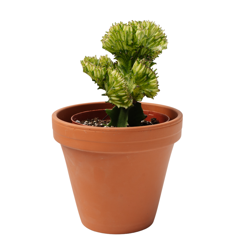 6" Euphorbia Cristata Grafted (Assorted)