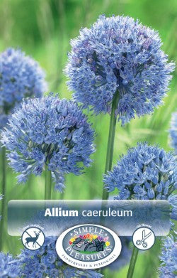 Allium Caeruleum  (Azureum) Bulbs