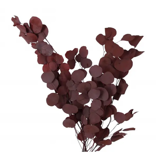 Preserved Silver Dollar Eucalyptus - Plum