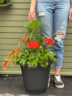 14” Torino Geranium: Full Sun/Partial Shade (Multiple Colours)