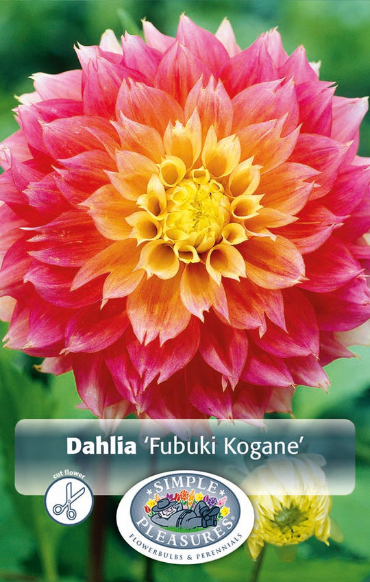Dahlia Fubuki Kogane Bulbs