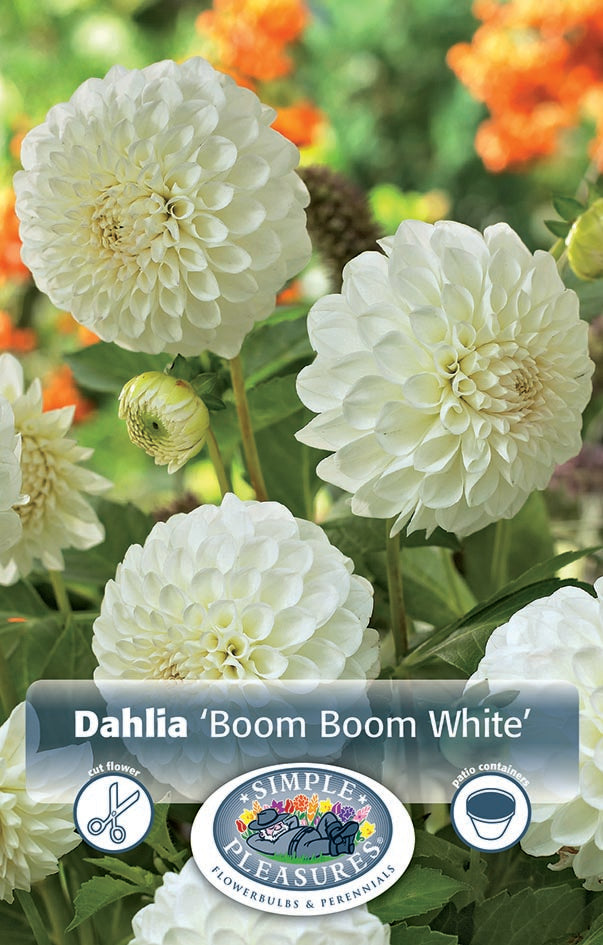 Dahlia Ball Boom Boom White Bulbs