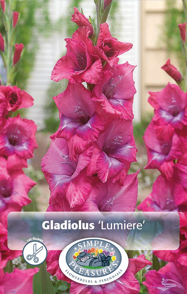 Gladiolus Lumierre Bulbs
