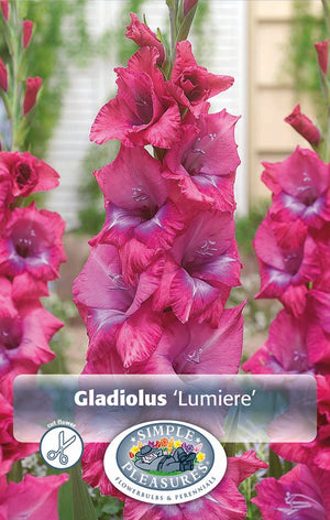 Gladiolus Lumierre Bulbs
