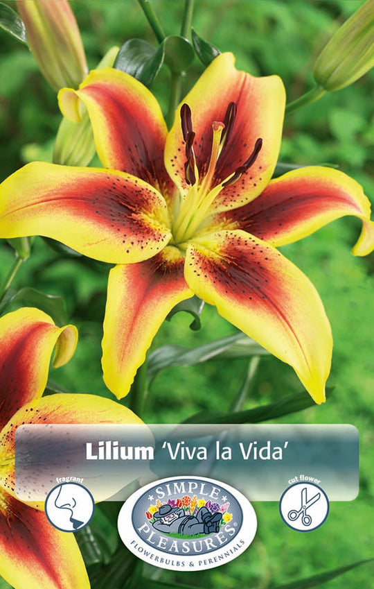 Lilium Viva La Vida Bulbs