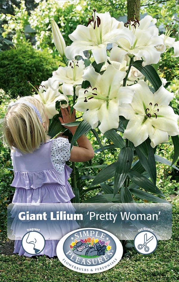 Lilium Giant Hybrid Pretty Woman Bulbs