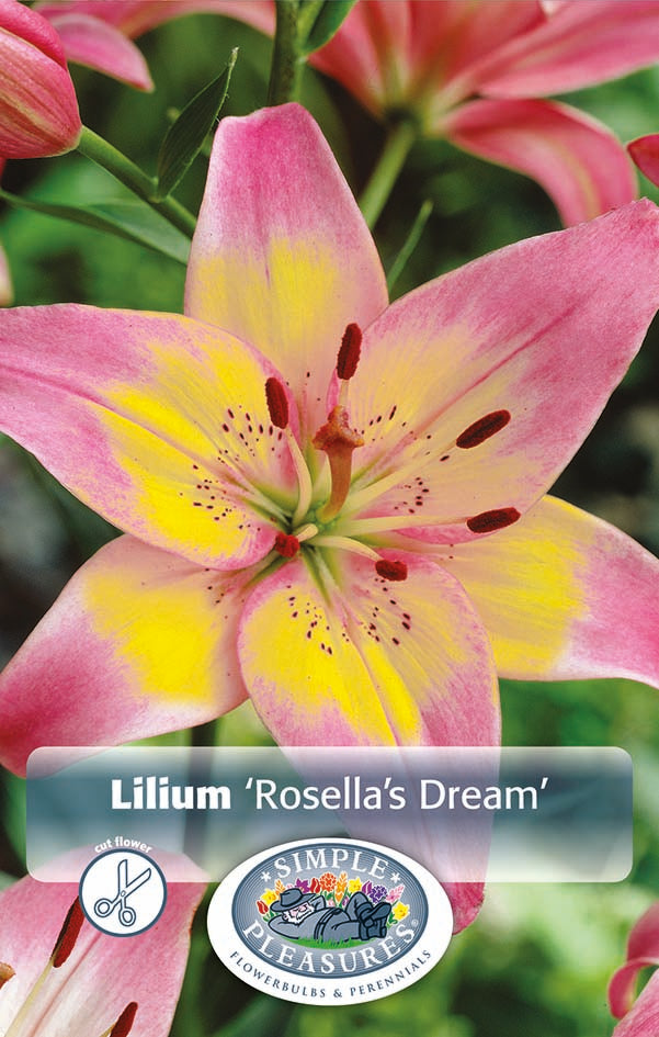 Lilium Rosella's Dream Bulbs