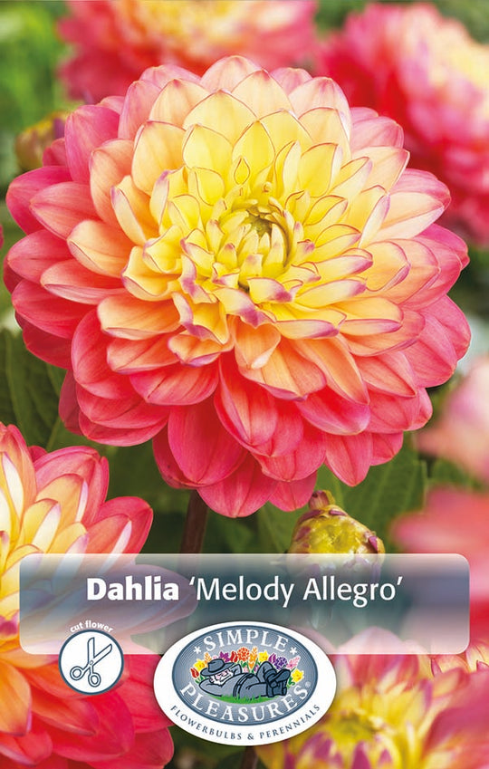 Dahlia Melody Allegro Bulbs