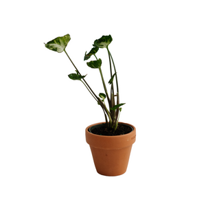 4" Syngonium Godzilla