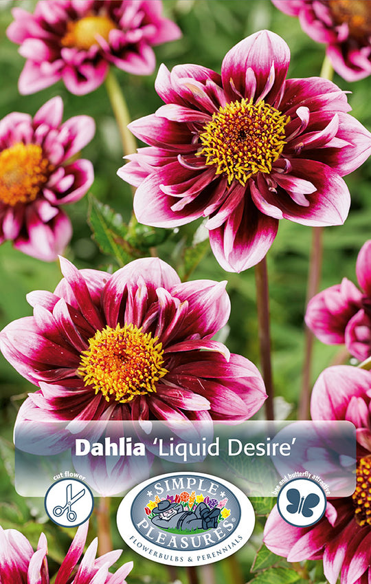 Dahlia Liquid Desire Bulbs