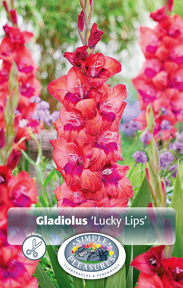Gladiolus Lucky Lips Bulbs