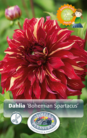 Dahlia Dinner Plate Bohemian Spartacus Bulbs