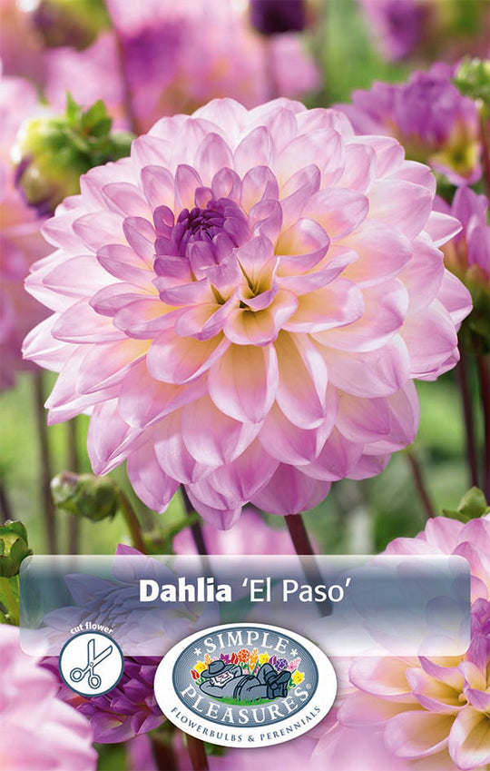 Dahlia El Paso Bulbs