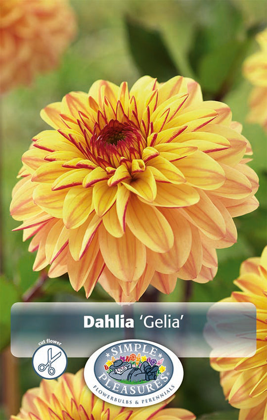Dahlia Gelia Bulbs
