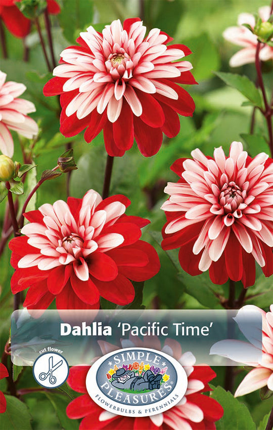 Dahlia Pacific Time Bulbs
