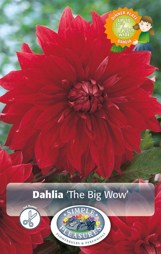 Dahlia The Big Wow Bulbs
