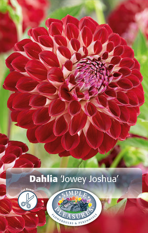 Dahlia Ball Jowey Joshua Bulbs