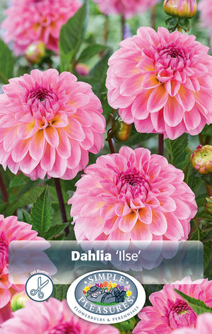 Dahlia Ball Ilse Bulbs