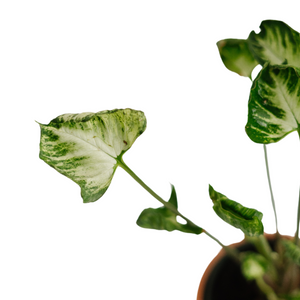 4" Syngonium Godzilla