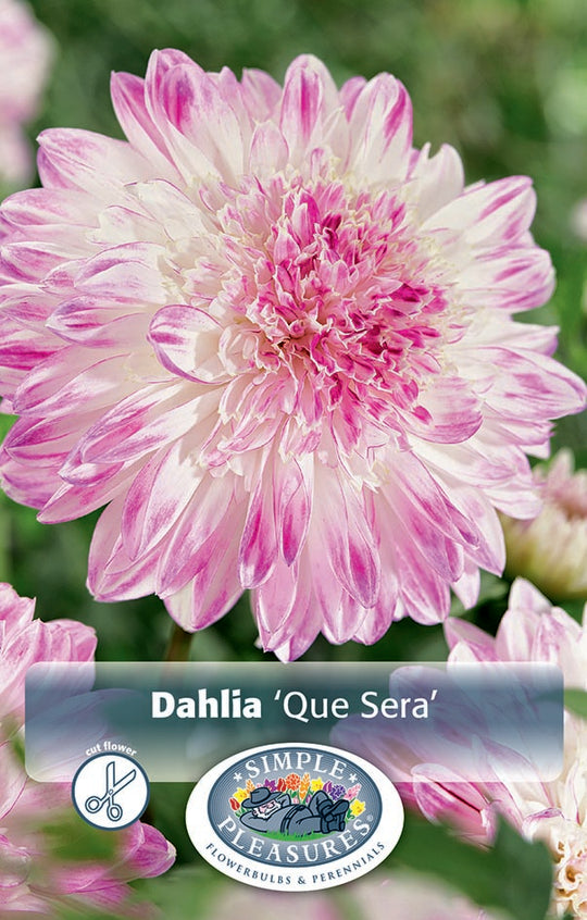 Dahlia Que Sera Bulbs