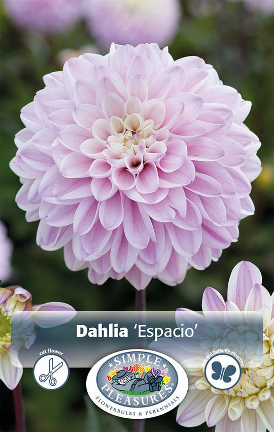 Dahlia Escapcio Bulbs
