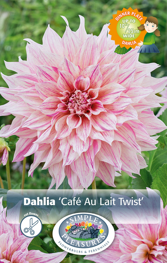 Dahlia Cafe Au Lait Twist Bulbs