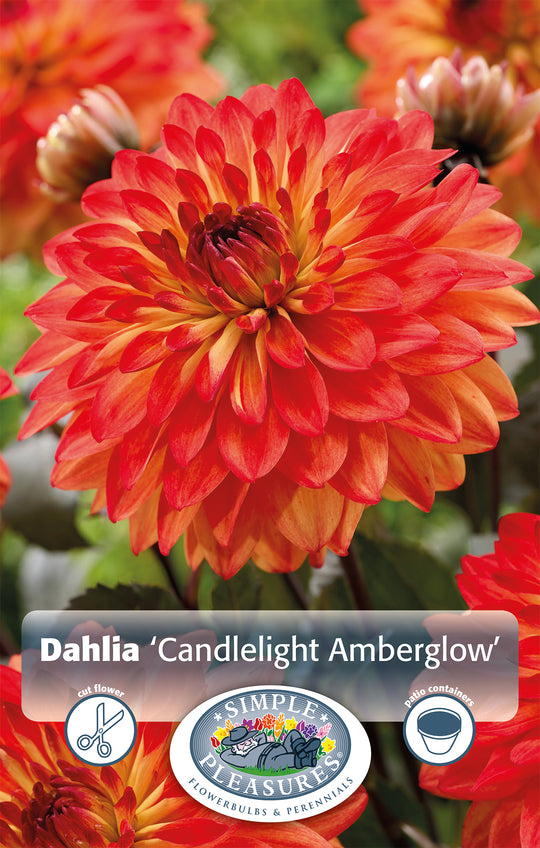 Dahlia Candlelight Amberglow Bulbs