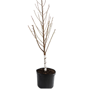 Wenatchee Moorpark Apricot (Semi-Dwarf)