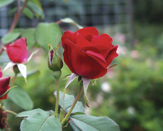 2G Emily Carr (Rich Red) Agcan Rose Shrub Rich Red