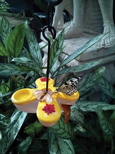 Butterfly Feeder-poly