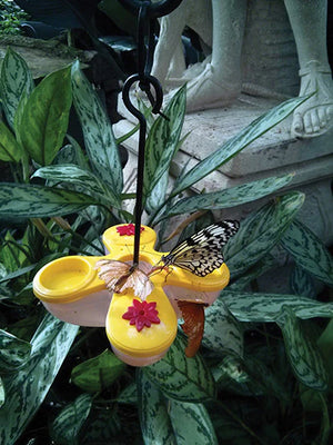 Butterfly Feeder-poly