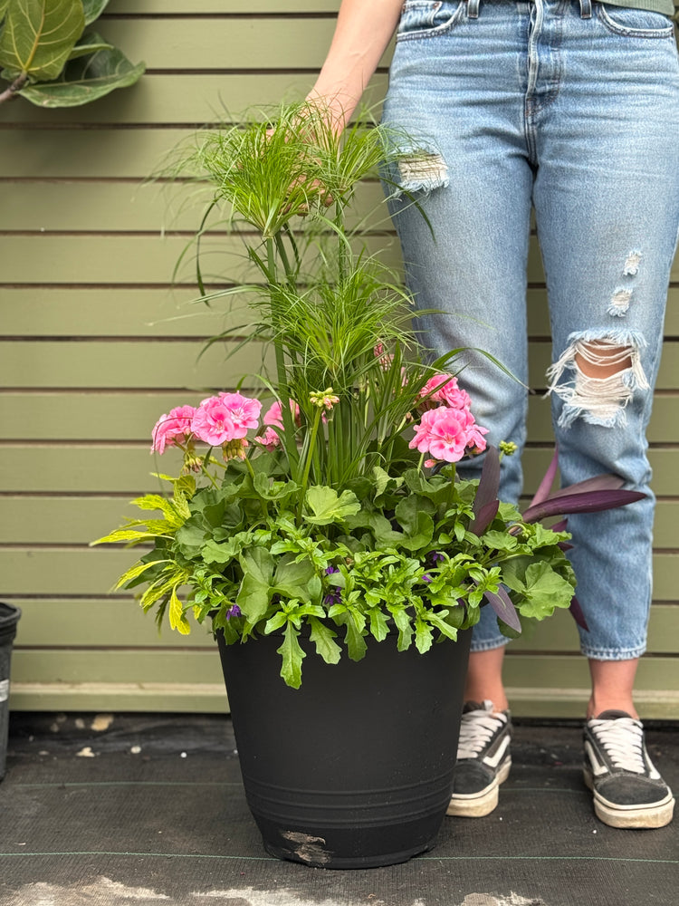 14” Torino Geranium: Full Sun/Partial Shade (Multiple Colours)