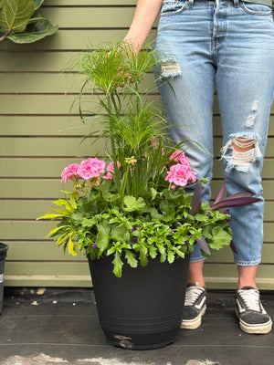 14” Torino Geranium: Full Sun/Partial Shade (Multiple Colours)