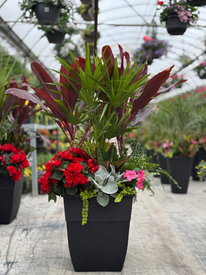 18" Hendrix Square Palm/Cordyline (Mutliple Colours)