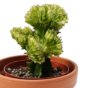 6" Euphorbia Cristata Grafted (Assorted)