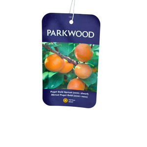 Puget Gold Apricot (Semi-Dwarf)