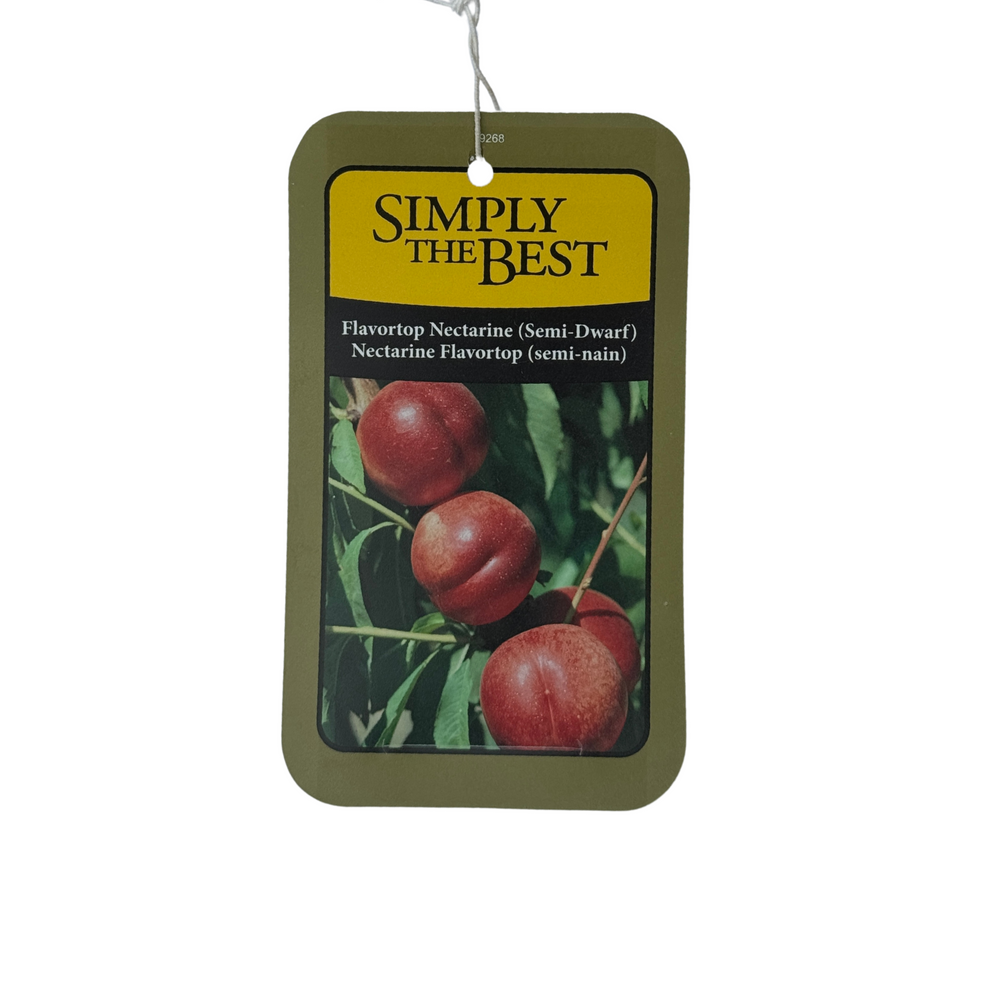 Flavortop Nectarine Semi-Dwarf #7