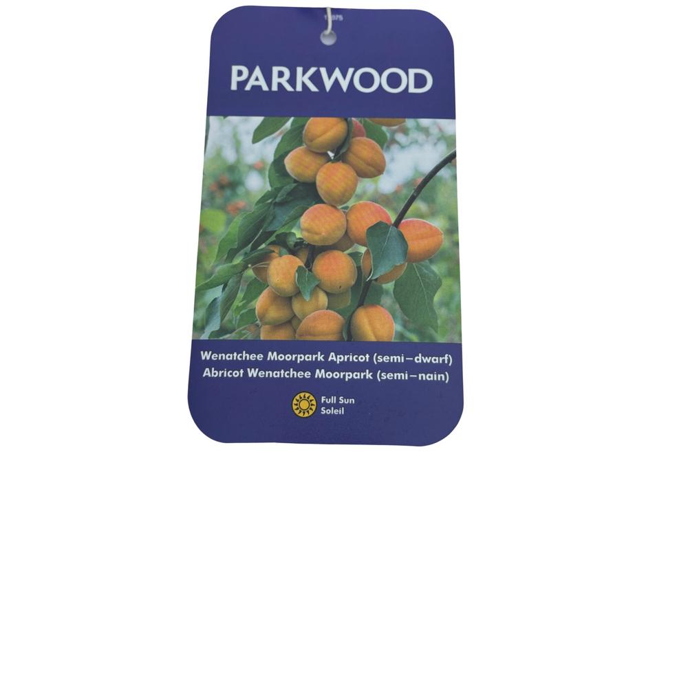Wenatchee Moorpark Apricot (Semi-Dwarf)
