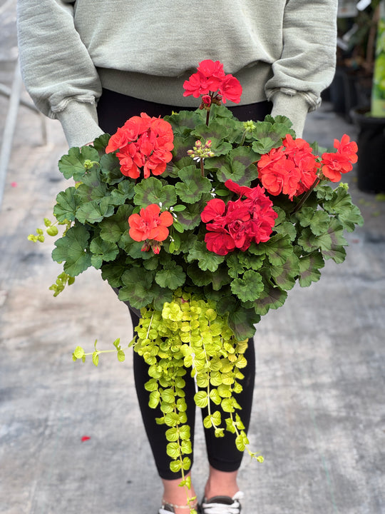 12" Geranium Bowl - Full Sun/Partial Sun (Multiple Colours)